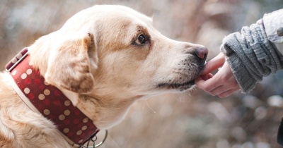 Discover the Gentle Puppy Training Sanctuary: A New Approach to Puppy Training
