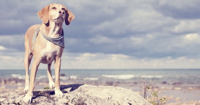 Discover the Gentle Puppy Training Sanctuary: A New Approach to Puppy Training