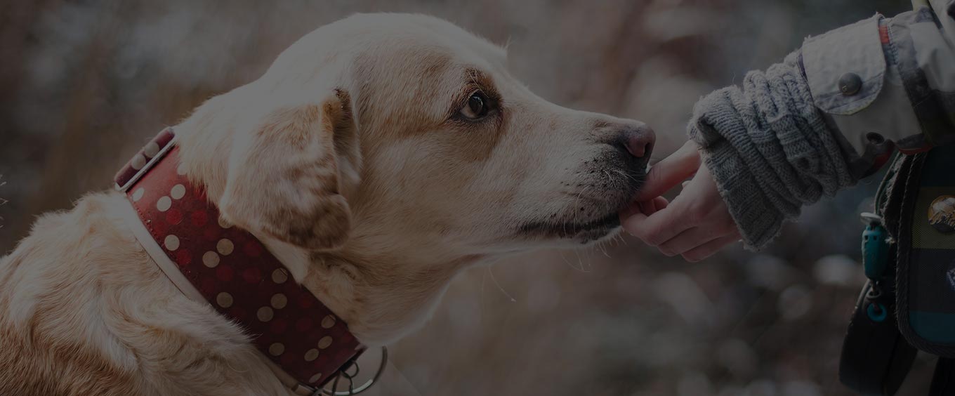 About Gentle Puppy Training