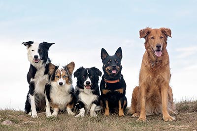 Gentle Puppy Training Amazing Puppy Kindergarten Class