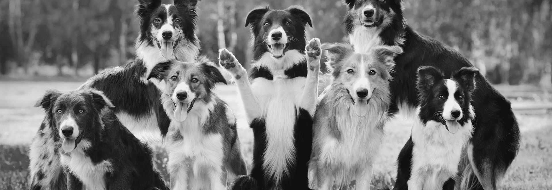 Gentle Puppy Training Off Leash K9 Training