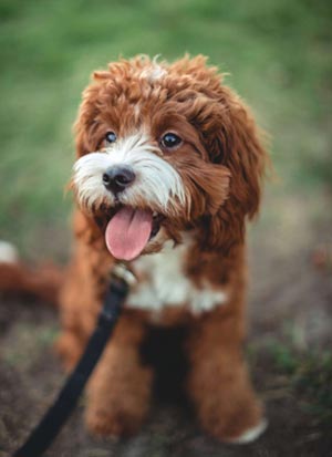 gentle puppy training services nose work games