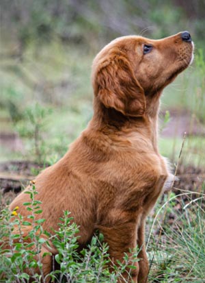 Gentle Puppy Training Super Power Teen Class